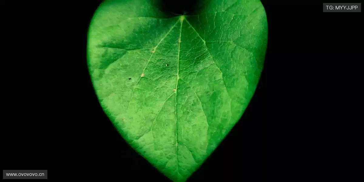 ⚡巅峰对决，心跳与欢呼同频！🏆